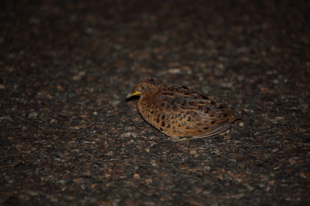 Red-backed Buttonquail (Turnix maculosus)