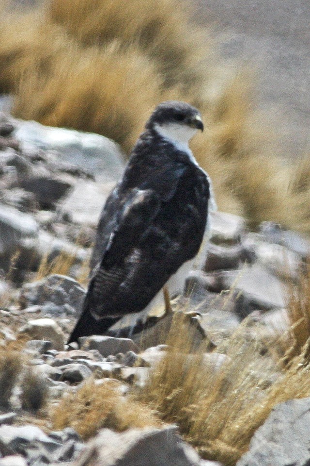 セアカノスリ (Geranoaetus polyosoma)