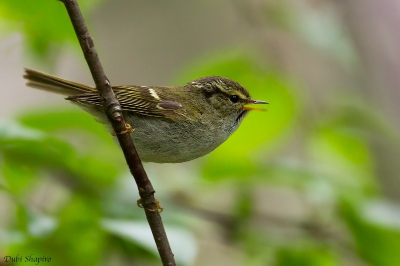 Gansu Leaf Warbler (Phylloscopus kansuensis)