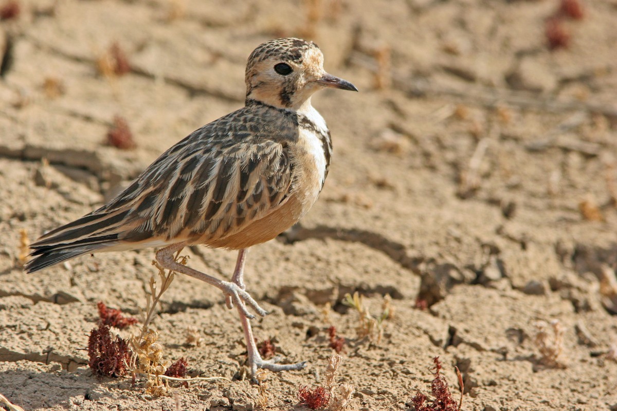 Pluvier australien (Peltohyas australis)