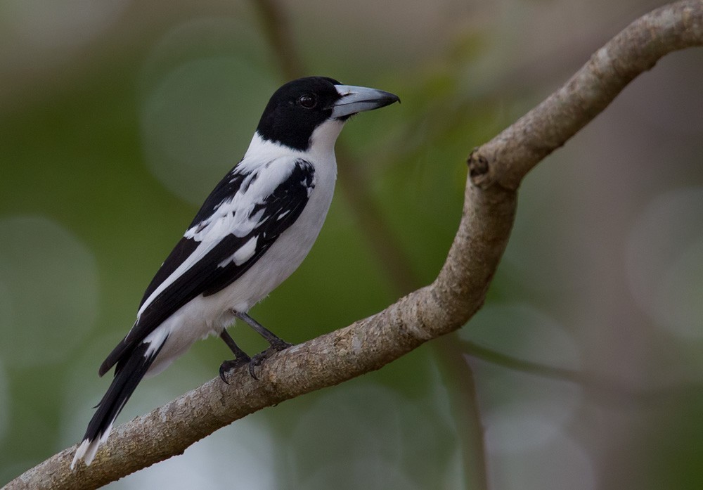 白喉鐘鵲 (Cracticus mentalis)