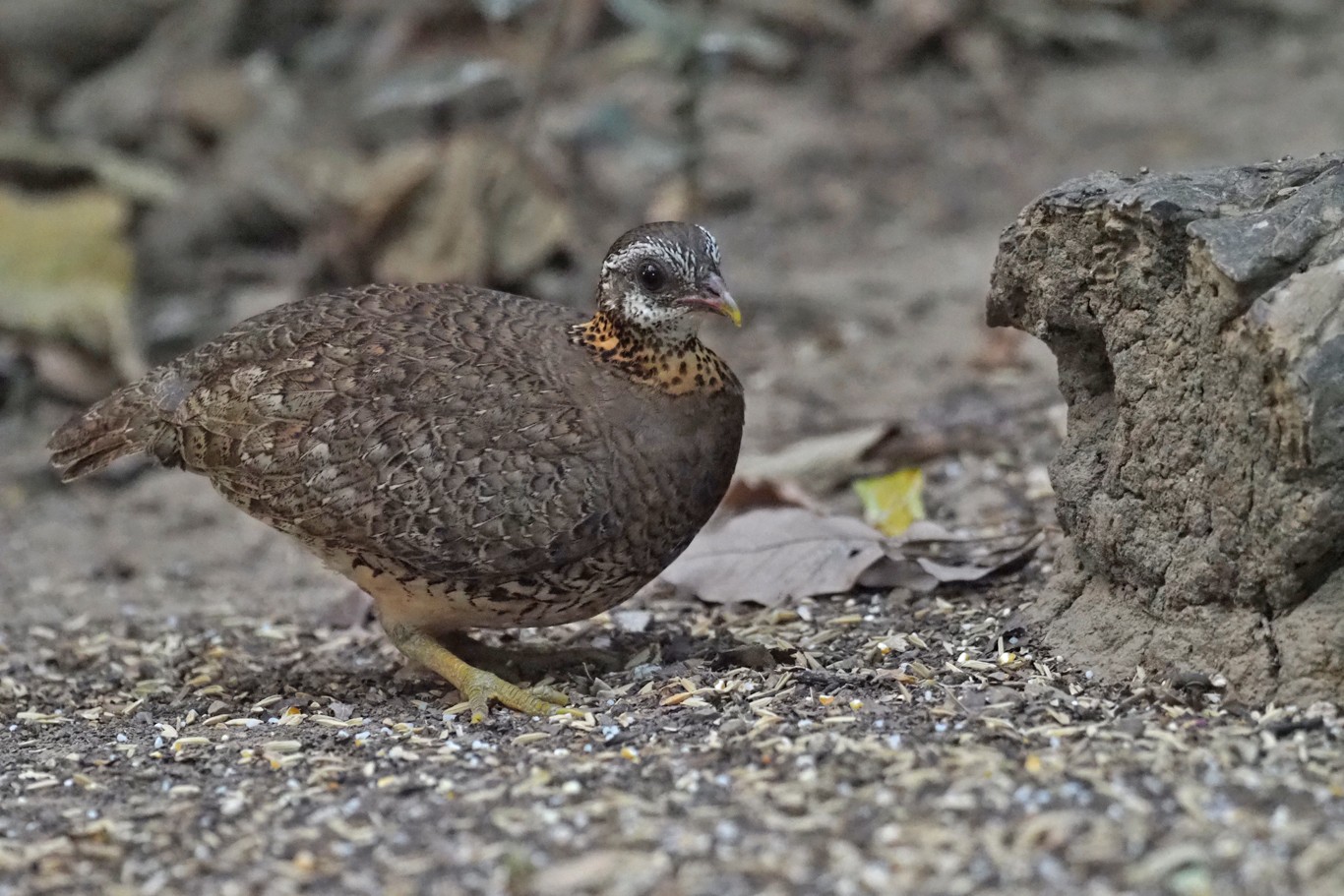 Scaly-breasted Partridge (Tropicoperdix chloropus)