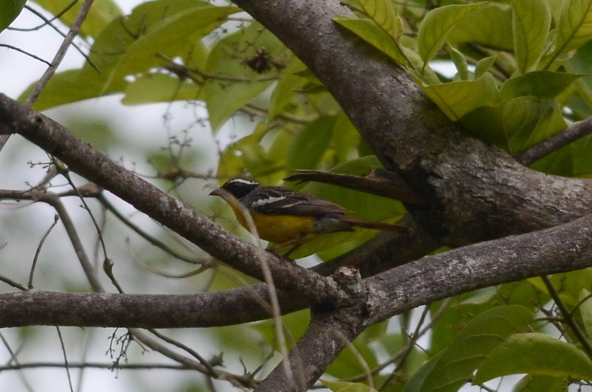 Escribano de Cabanis (Emberiza cabanisi)