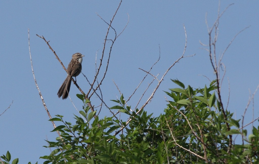 Beijing Babbler (Rhopophilus pekinensis)