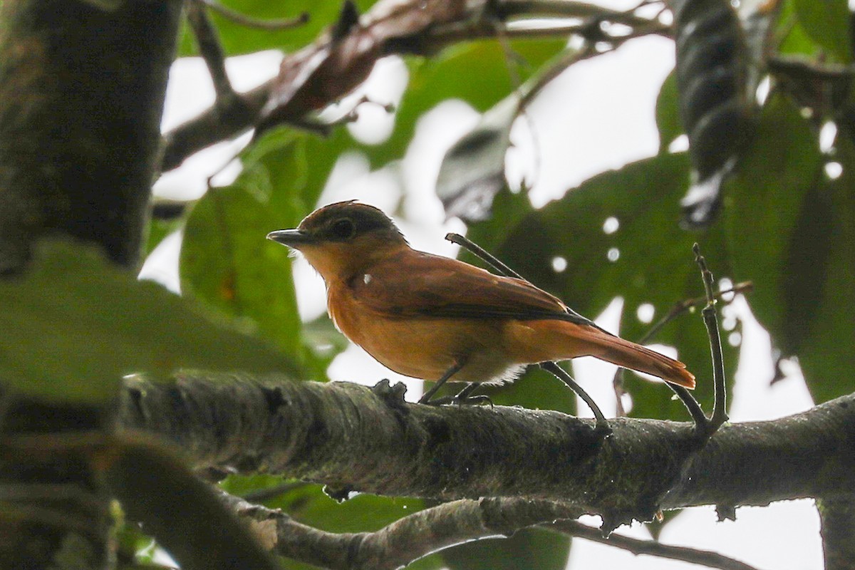 Chestnut-crowned Becard (Pachyramphus castaneus)