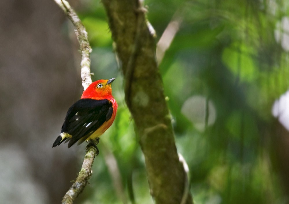 Saltarín naranja (Pipra fasciicauda)