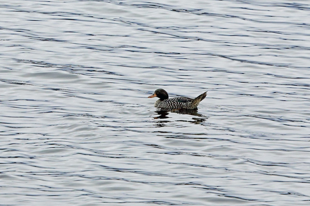 Salvadori's Eend (Salvadorina waigiuensis)