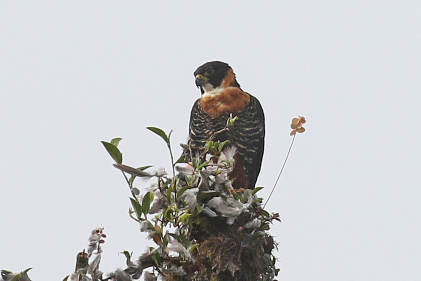 Halcón Negro Grande (Falco deiroleucus)