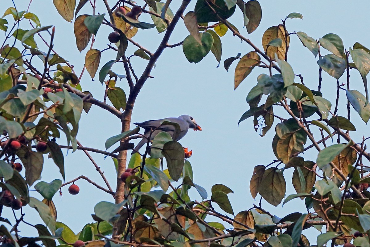 Witteugelrupsvogel (Coracina boyeri)