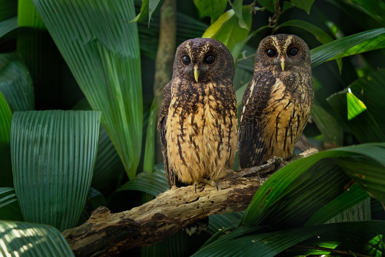 Neotropical Wood-owls (Ciccaba)