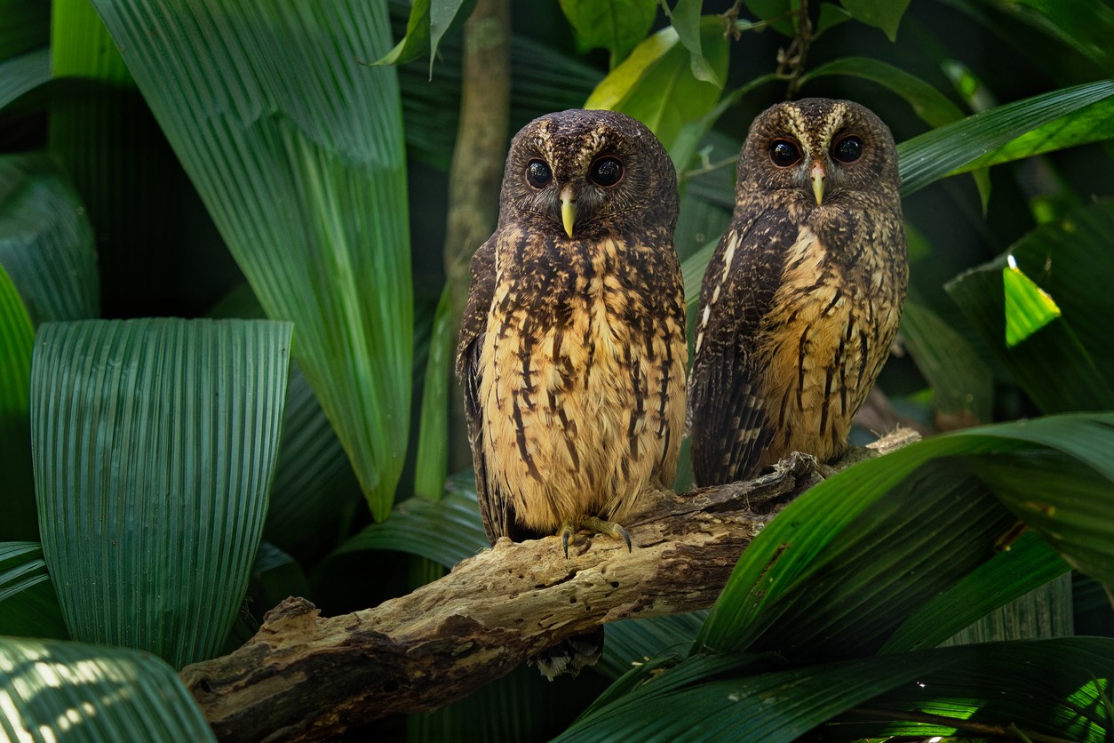 Mottled Owl (Strix virgata)