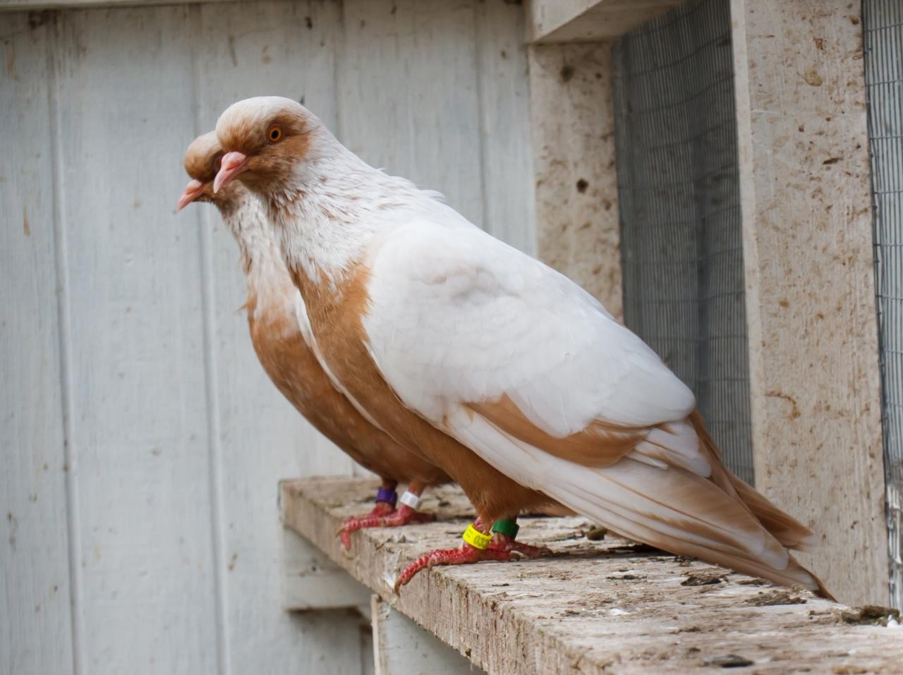 Columba livia domesticus 'Danish Suabian' (Columba livia domesticus 'Danish Suabian')