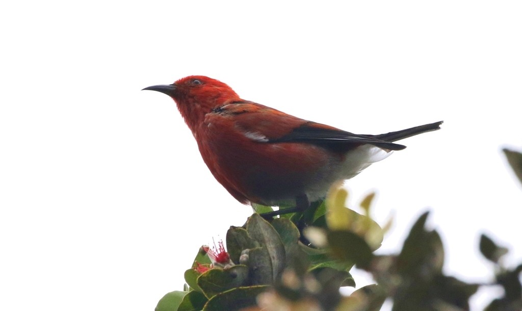 Apapane and Laysan Honeycreeper (Himatione)