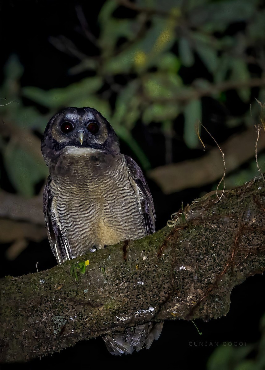 Brown Wood Owl (Strix leptogrammica)