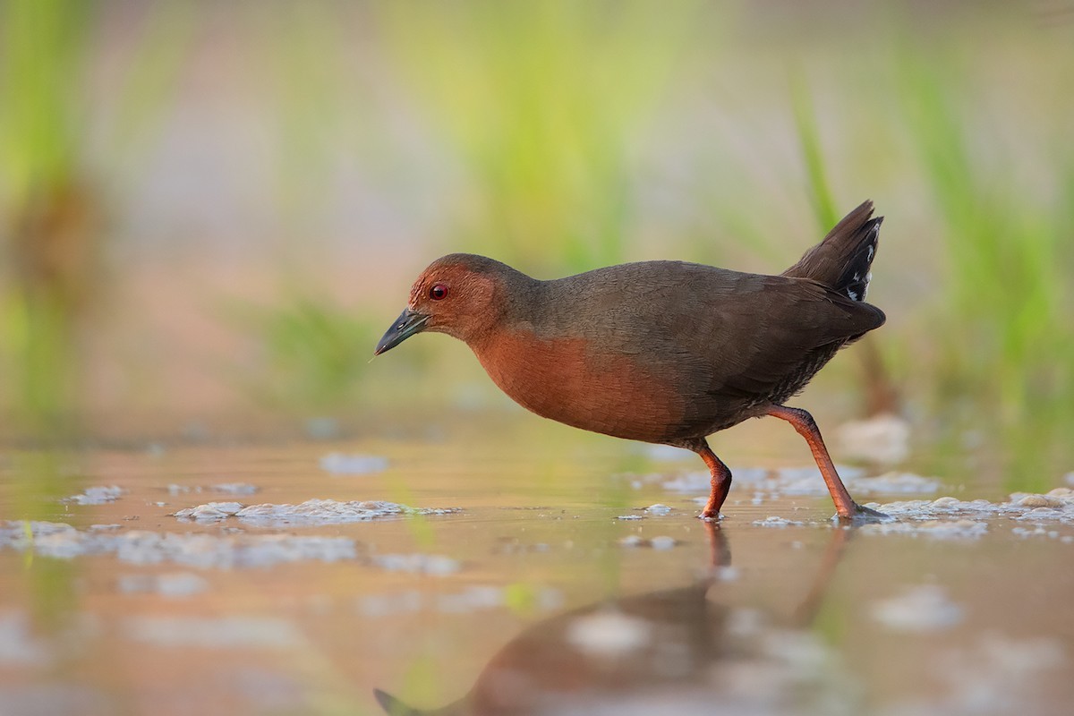 Ruddy-breasted Crake (Zapornia fusca)