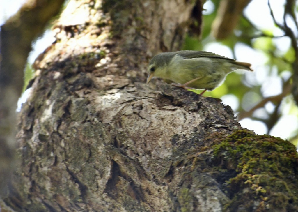 Oreomystis bairdi (Oreomystis bairdi)