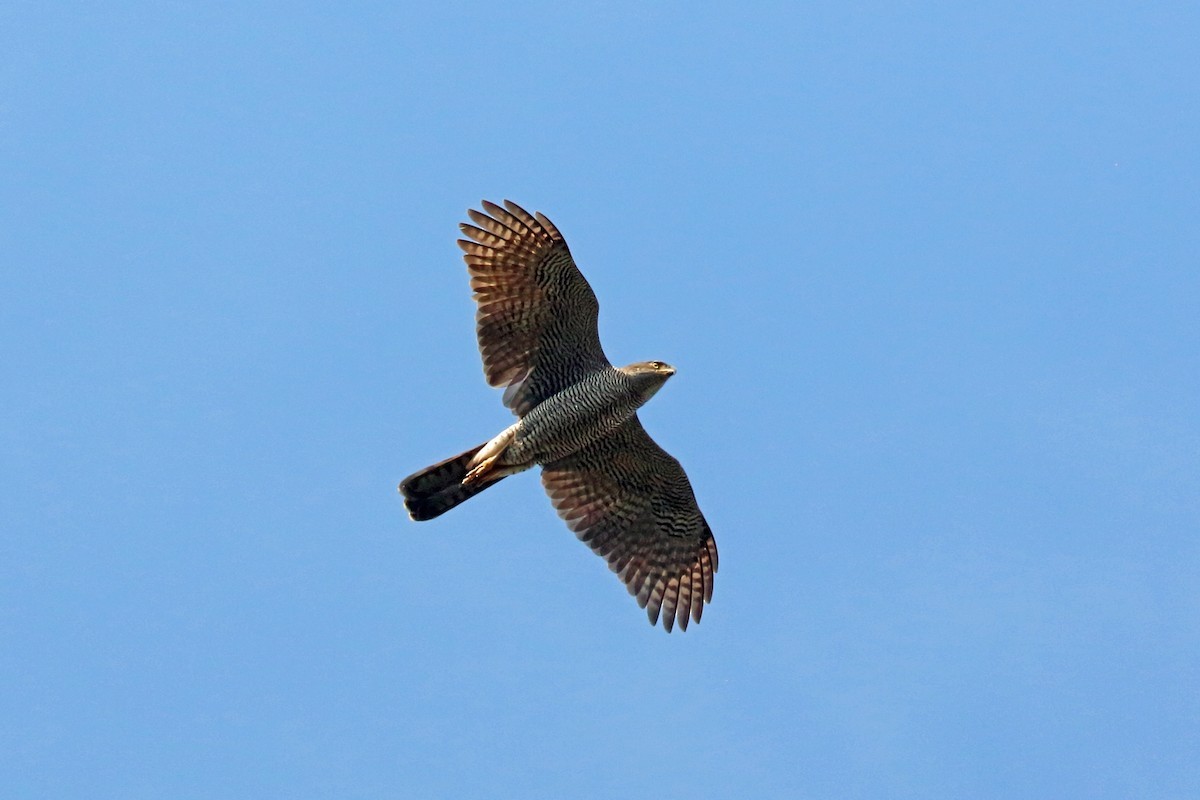 Azor malgache (Accipiter henstii)