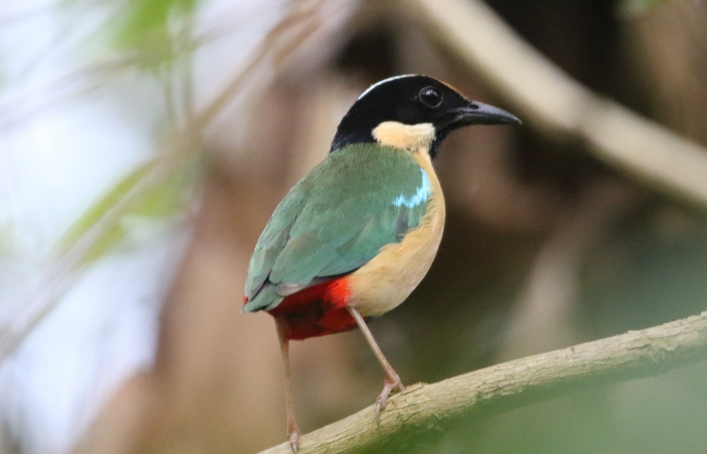 Elegant Pitta (Pitta elegans)