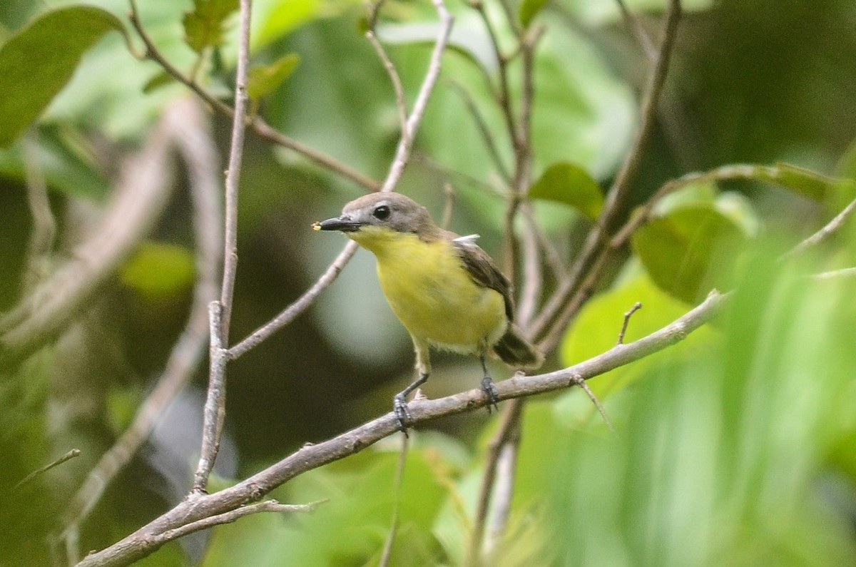 Goudbuikmangrovezanger (Gerygone sulphurea)