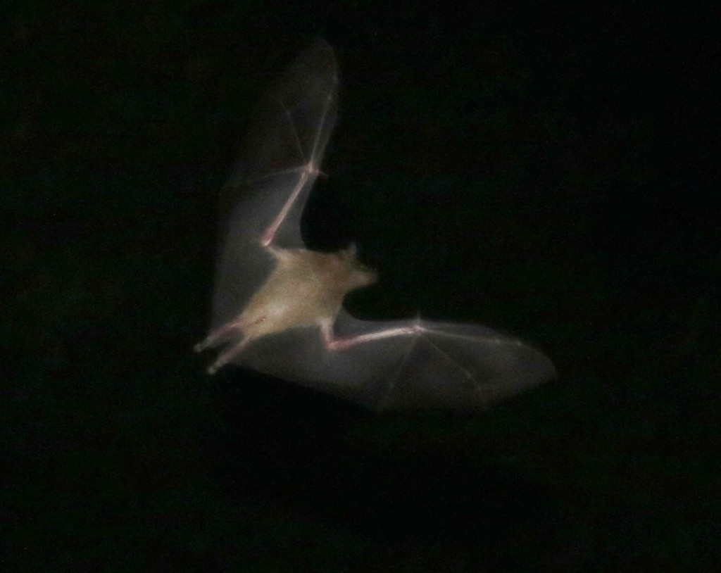 Saussure's long-nosed bat (Leptonycteris)