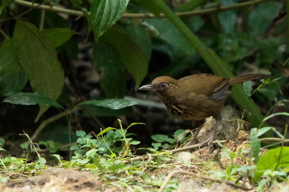 Vlekborstlijstergaai (Garrulax merulinus)
