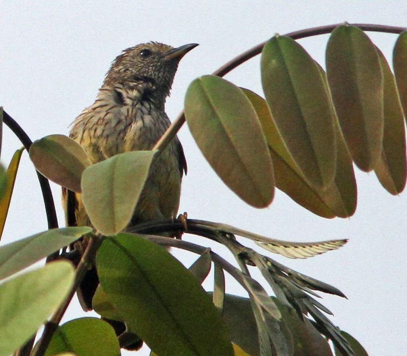 Tit-hylia (Pholidornis rushiae)