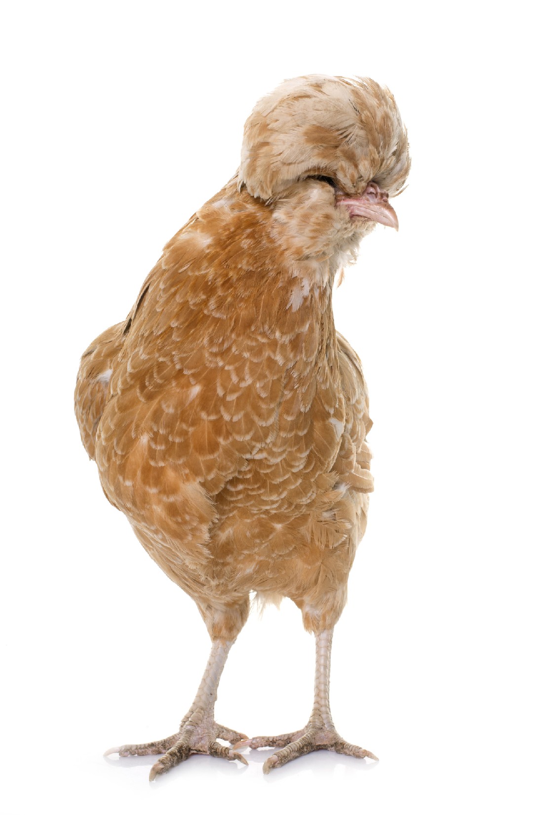 Gallus gallus domesticus 'Padovana' (Gallus gallus domesticus 'Padovana')