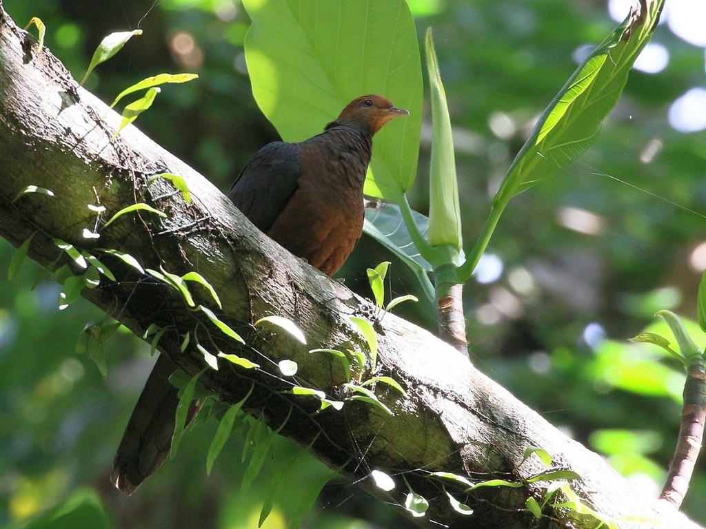 Philippine Cuckoo-dove (Macropygia tenuirostris)