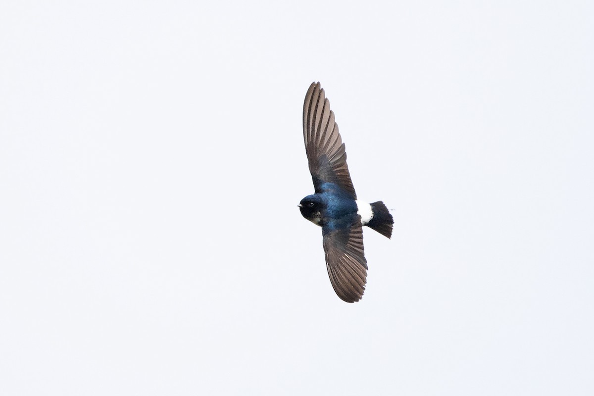 Avión nepalí (Delichon nipalense)