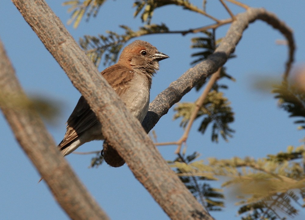 Sahel Bush Sparrow (Gymnoris dentata)