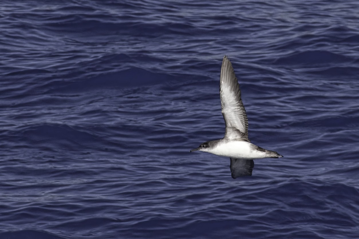 Typical Shearwaters (Puffinus)