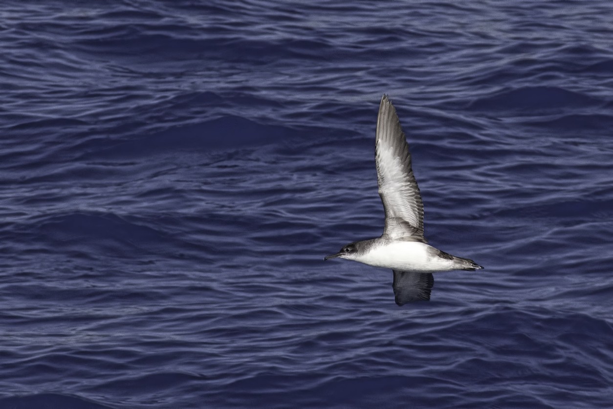 Pardela mediterránea (Puffinus yelkouan)