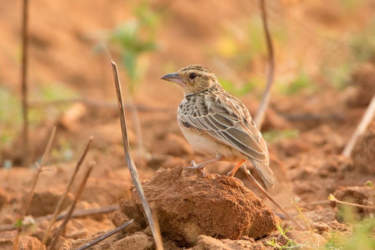 Burmese Bushlark (Mirafra microptera)