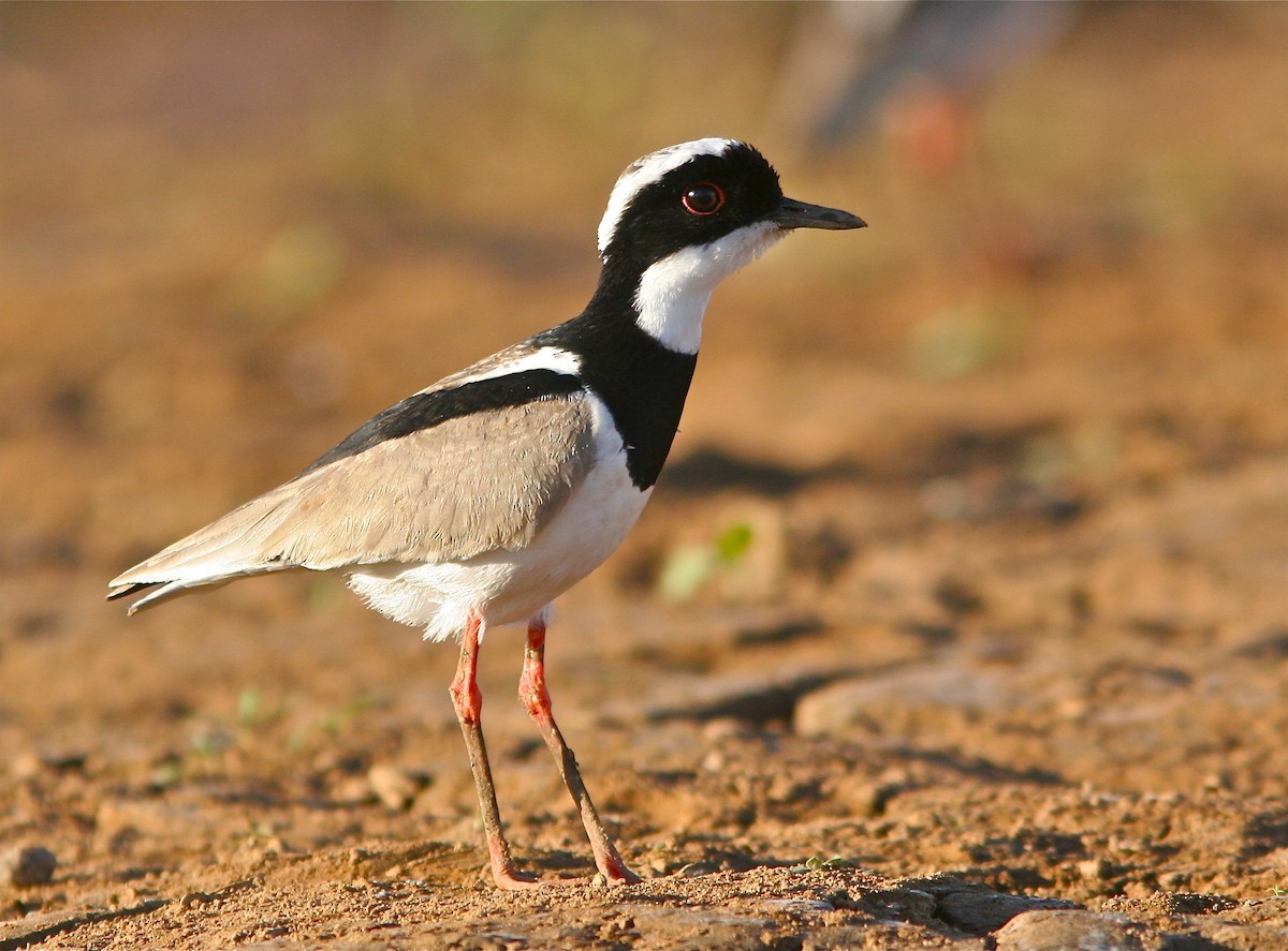 Pied Lapwing (Hoploxypterus cayanus)