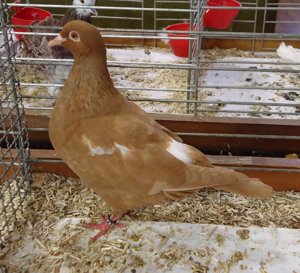 Carneau pigeon (Columba livia domesticus 'Carneau')