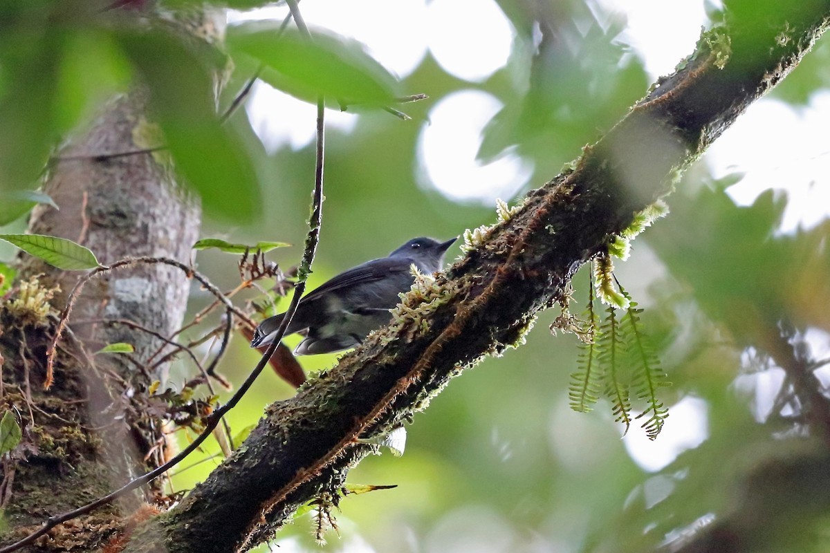 Slaty Robins and Allies (Peneothello)