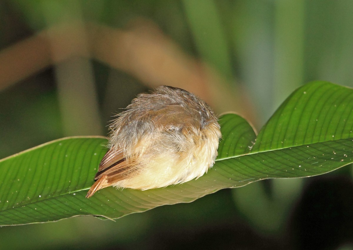 White-chested Babbler (Pellorneum rostratum)