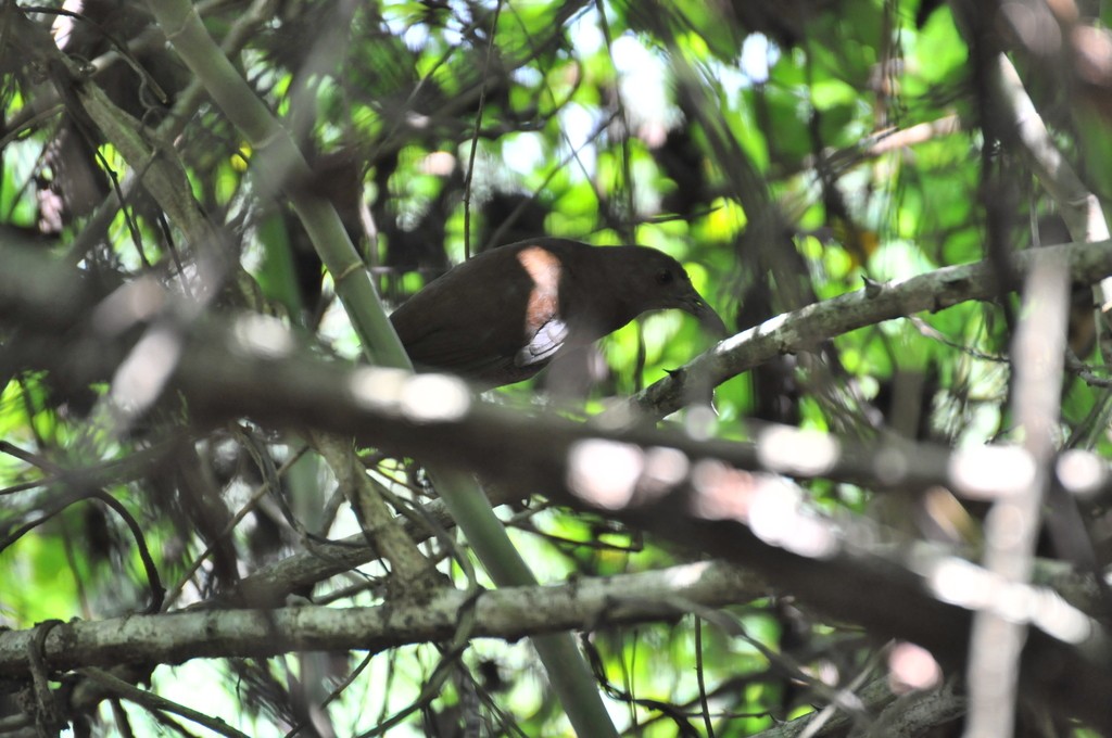 Uniform Crake (Amaurolimnas)