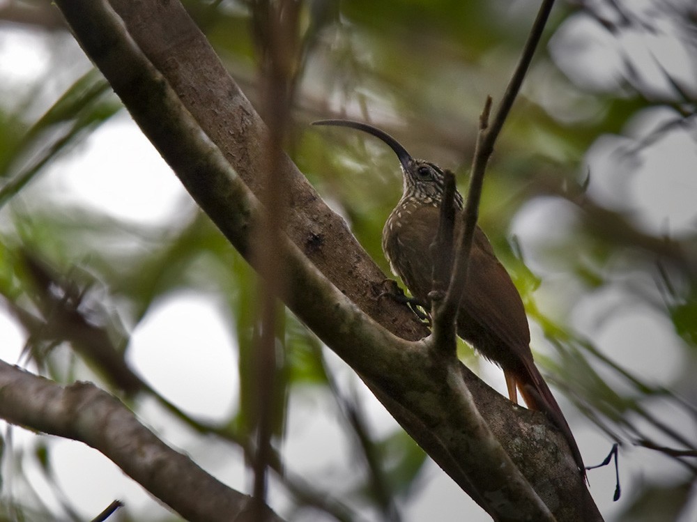 Arapaçu-de-bico-torto (Campylorhamphus falcularius)