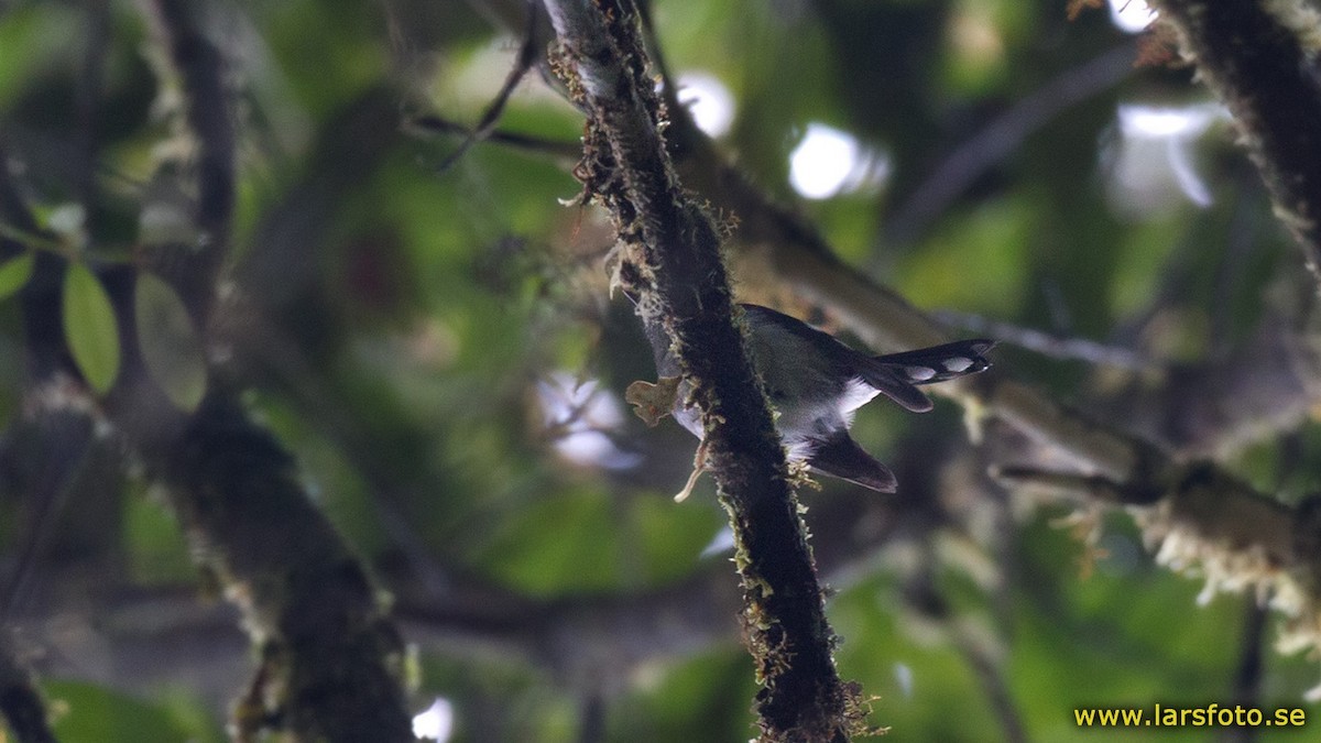 Garnet Robin (Eugerygone rubra)