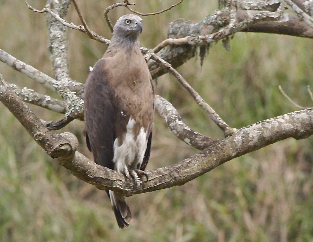 Большой рыбный орёл (Haliaeetus ichthyaetus)