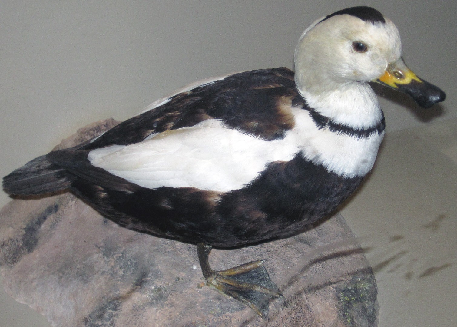 Anatra del Labrador (Camptorhynchus labradorius)