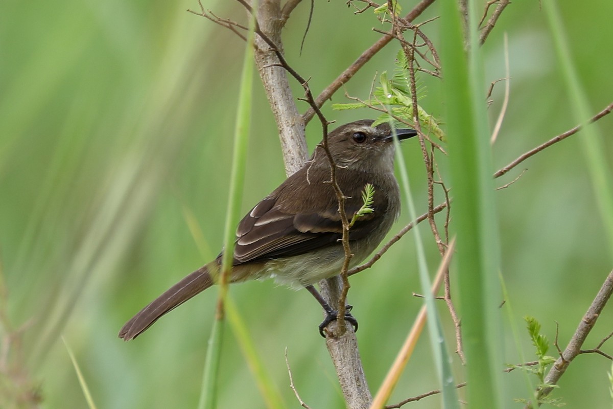 暗褐霸鶲 (Cnemotriccus fuscatus)