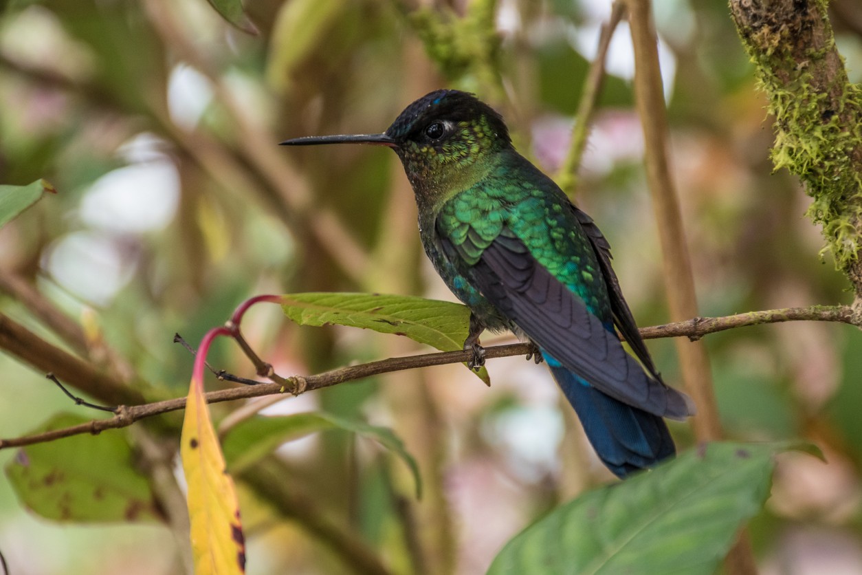 Violet-headed Hummingbird (Klais)