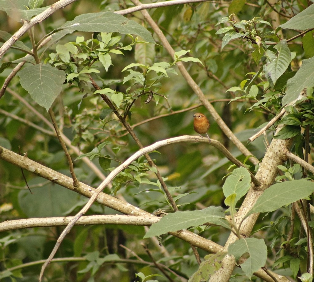Rufous-browed Wren (Troglodytes rufociliatus)