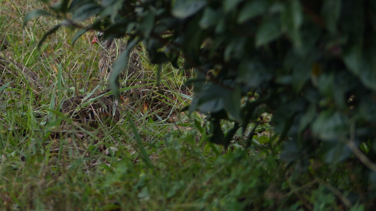 Bush-quails (Perdicula)