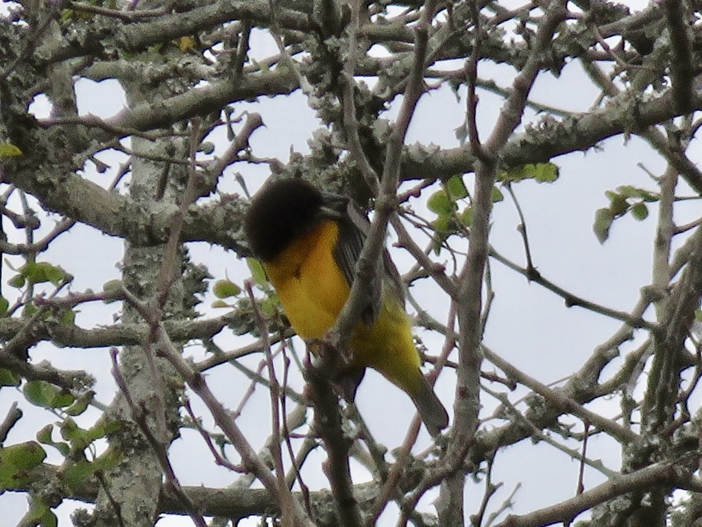 Tejedor bicolor (Ploceus bicolor)