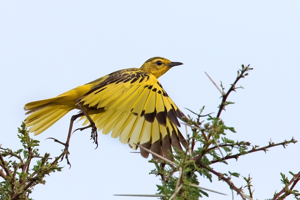 Golden Pipits (Tmetothylacus)