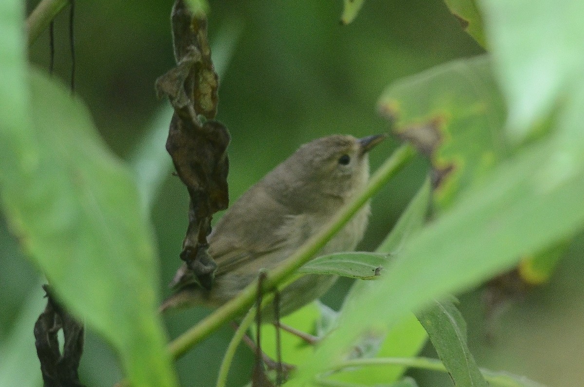 鶯雀 (Certhidea olivacea)