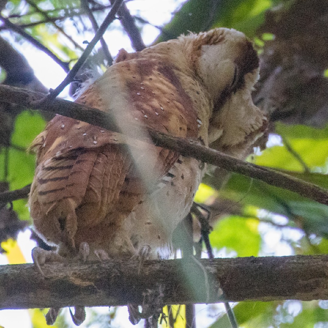 Bay owls (Phodilus)